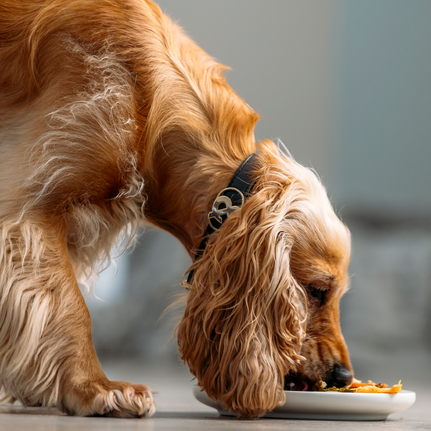 Navigating Nutrition: Choosing Between Fresh Food, Kibble, or a Mix for Your Pup